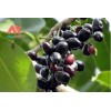 Unbranded Black Java Plum (syzygium cumini) fruit tree 5”- 10”Live