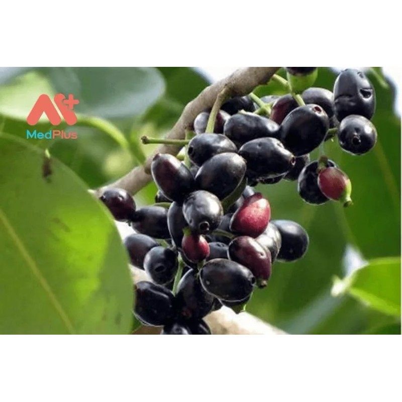 Unbranded Black Java Plum (syzygium cumini) fruit tree 5”- 10”Live