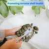 PurrrfectionPet Turtles Shell Scrub Brush and 4Pcs Nitrifying Balls, Turtle