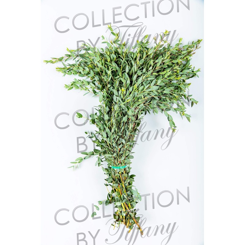 Fresh Eucalyptus Parvifolia Gunni Great Scent Trendy Stress Release