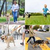 COMSLE Recall Lead for Dogs, 1.5 m / 3 m