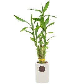 Arcadia Garden Products LV27 5-Stem Lucky Bamboo, Live Indoor Plant in Contour II Ceramic Planter for Home, Work, or Gift, White