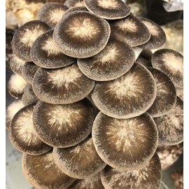 100 Grams of Black Pearl Mushroom Spawn Mycelium to Grow Gourmet and Medicinal Mushrooms at Home or commercially - Use to Grow on Sawdust Blocks - G1 or G2 Spawn