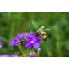 500 g Organic Bee Pollen Powder, Extra fine, Unheated, Pure