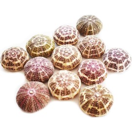 Set of 12 Small Beautiful Alfonso Gator Sea Urchins 2"- 3" Coastal Beach Cottage Craft Decor Display Air Plant