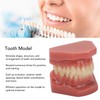 Tooth Model 28 Teeth Dental Orthodontic Model Teaching Study Supplies