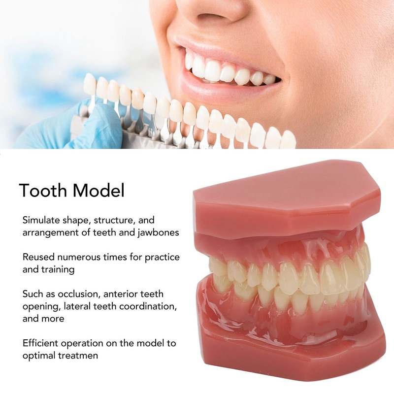 Tooth Model 28 Teeth Dental Orthodontic Model Teaching Study Supplies