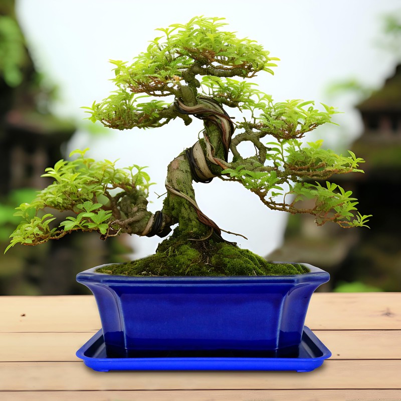 MUZHI Blue Bonsai Plant Pot 10” with Drip Saucer, Classic