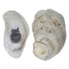 U.S. Shell Oyster Shells, 3.75"-5"