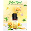 ASAKUKI Top3 Blends Essential Oils Cozy Set Theraputic Grade Aromatherapy