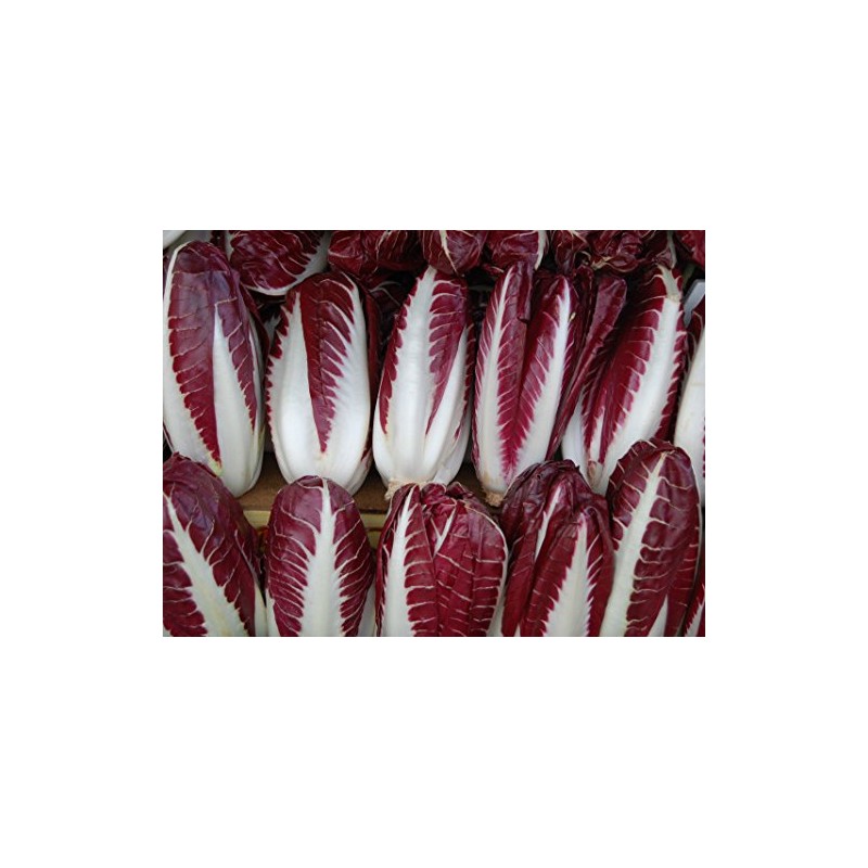 500+ Radicchio (Chicory) Seeds- Rossa di Treviso Precoce