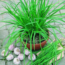 Sunshine Master 200+ Garlic Chives Seeds the Strongest Fragrant Purple than White Roots  - 1/2 LB (~80k Seeds)
