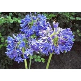 dynamitedeals35 3 AFRICANUS - Agapanthus / Lily of the Nile Rhizomes (Not Plants) -  US Seller!
