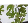 Chicago Hardy Fig Tree - 3 Gallon - Includes Planting
