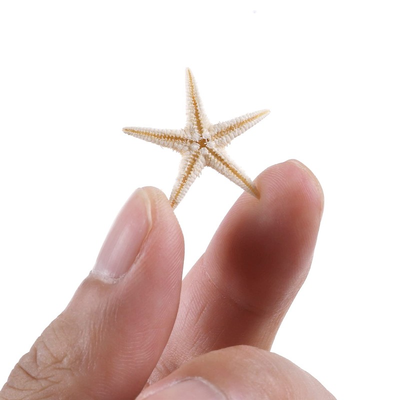 100 Pcs Small Starfish Star Sea Shell Beach for Craft