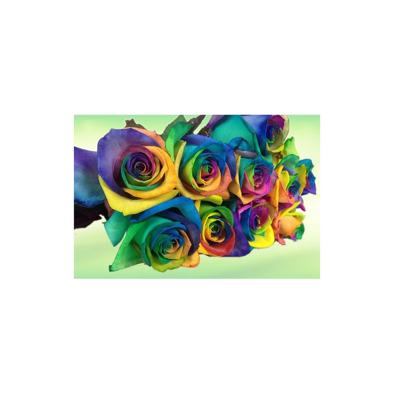 Colourful Flowers: 10 Real Rainbow Roses - Long Handled -