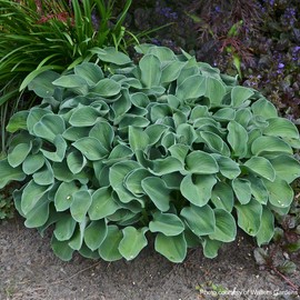 Perennial Farm Marketplace Hosta 'Blue Mouse Ears' (Plantain Lily) Perennial, 1 Quart, Bluish-Green Leaves with Lavender Flowers