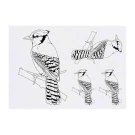 4 x 'Blue Jay on a Branch' Temporary Tattoos - Water Resistant, Skin-Safe, Non-Toxic Transfers, Mixed Sizes (TO00085044)