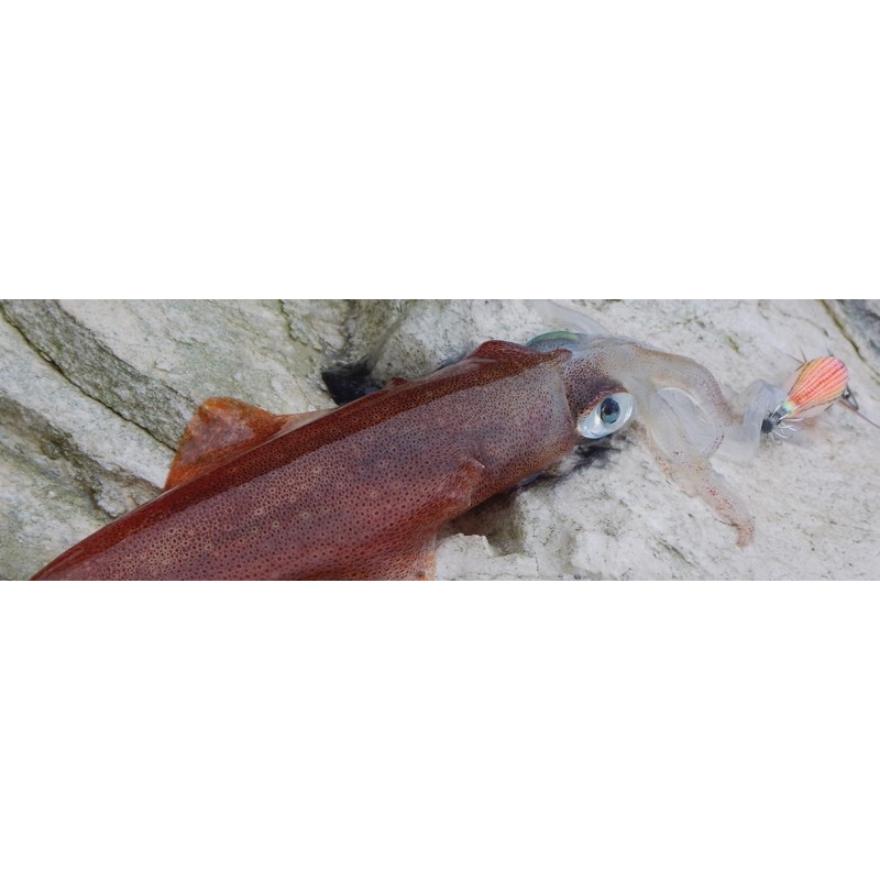 TD Squid JIG DTD Premium GIRA - Pink, 01, 7,