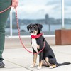 DOG Copenhagen Urban Explorer 3.0 Collar, Desert Dune, Small