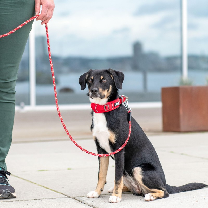 DOG Copenhagen Urban Explorer 3.0 Collar, Desert Dune, Small