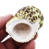 FSG - Select 6 Hermit Crab Shells Large Turbo Changing