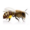 Pure Herbs: Bee Pollen - 1 oz.