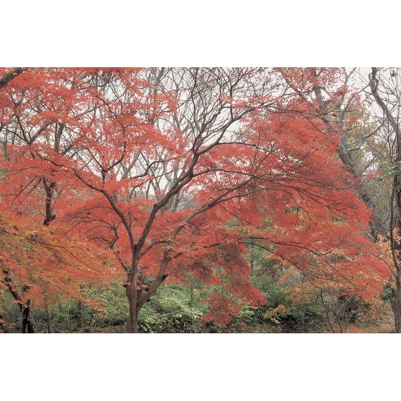 Hoya Red Enhancer Intensifier RA54 Filter (62mm)