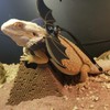 Bearded Dragon Lizard Backpack Carrier with Harness and Leash Set,