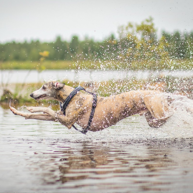 Hurtta 14" Padded Dog Harness Cinnamon