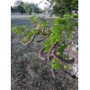 Ebenopisis Ebano Pods and Seeds 15 TEXAS EBONY Tree Seeds