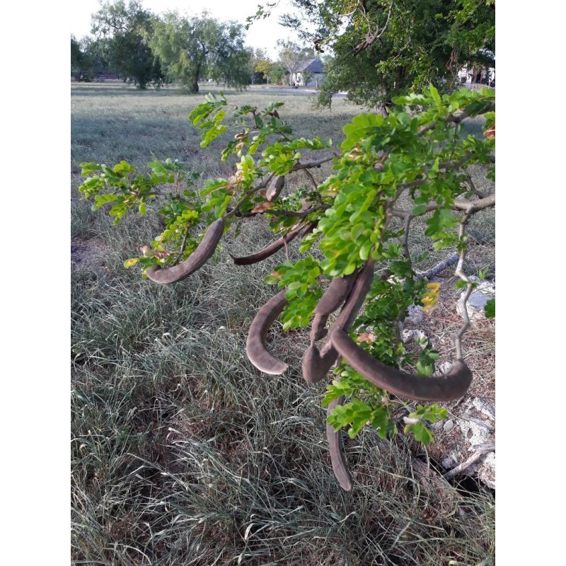 Ebenopisis Ebano Pods and Seeds 15 TEXAS EBONY Tree Seeds