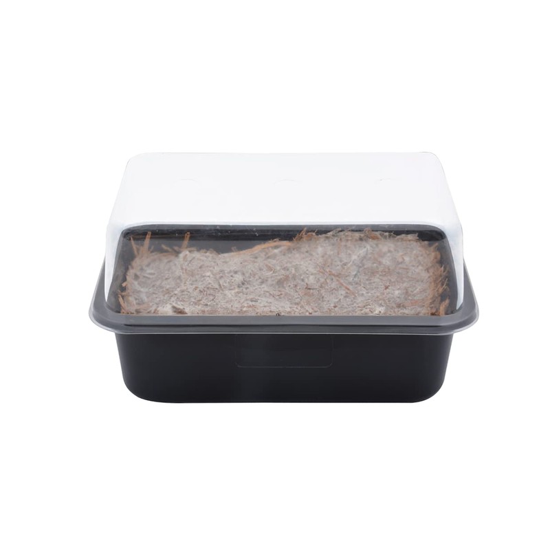 Fallen Fruits B1009 Mushroom Grow Set