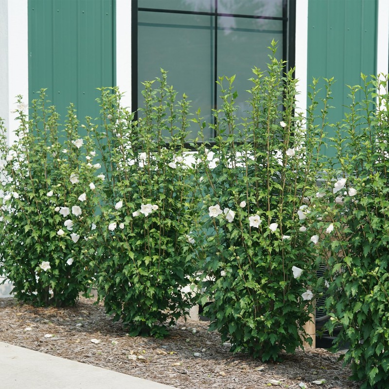2 Gallon Proven Winners Hibiscus White Pillar Shrub