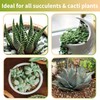 Doter Succulent & Cactus Soil Potting Mix 1qt, Chunky Dirt