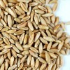 Organic Triticale Seeds- 30 Lbs- Triticale Grain Seed: Sprouting Sprouts,