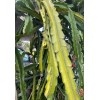 Cactus 2X Queen 12" CACTUS ORCHIDs NIGHT BLOOMING CEREUS