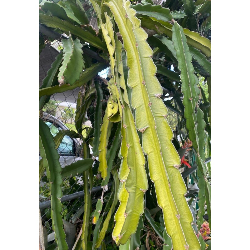 Cactus 2X Queen 12" CACTUS ORCHIDs NIGHT BLOOMING CEREUS