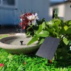 Solar Fountain 1.5W Electric Water Pump with 4 Nozzles for