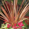 Outsidepride Phormium New Hybrids - 200 Seeds