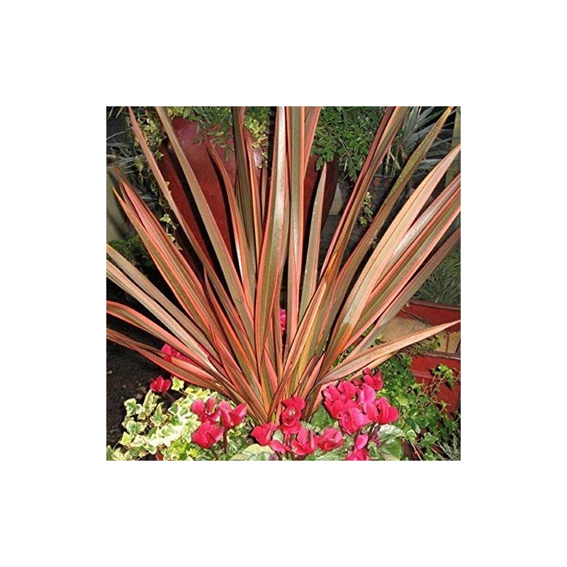 Outsidepride Phormium New Hybrids - 200 Seeds