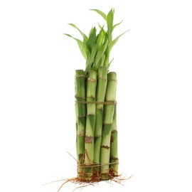 Live Lucky Bamboo 20 Stalks - 6 Inch Stalks - Live Indoor Plants for Home Decor, Arts & Crafts, and Feng Shui