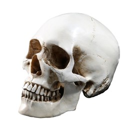 Holibanna Human Skull Teaching Model Lifesize Human skeleton Anatomical Head Bone Model Halloween Decoration…