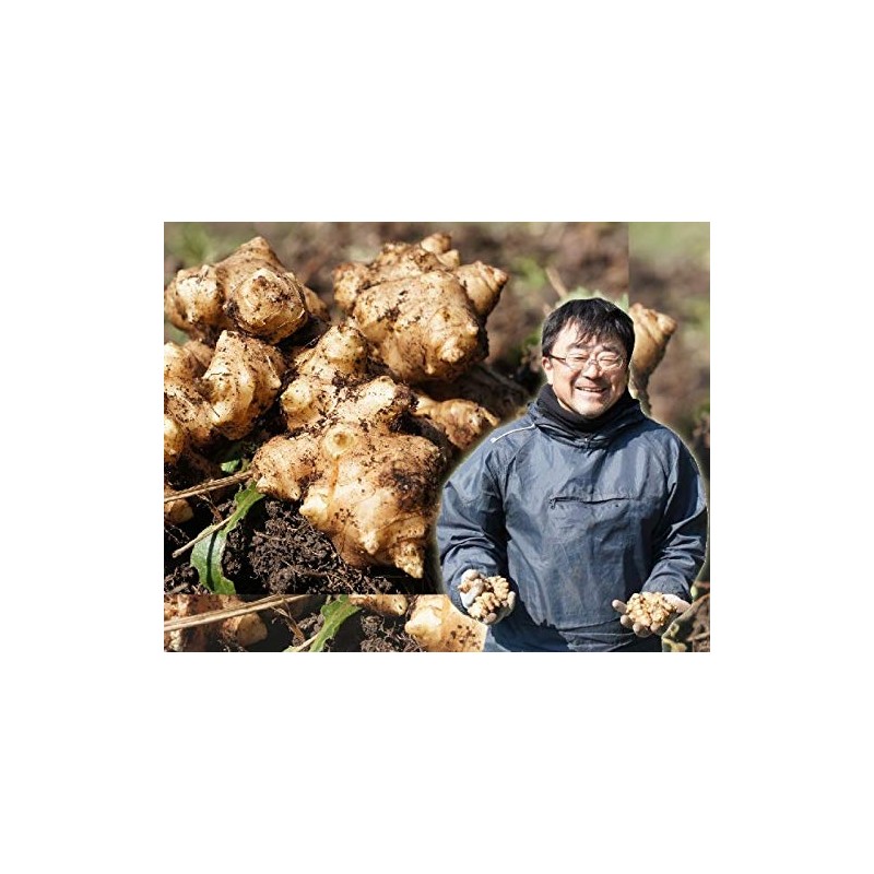 Kikuimo Powder Produced in Miyazaki Prefecture, No Pesticides, Sterile Powder