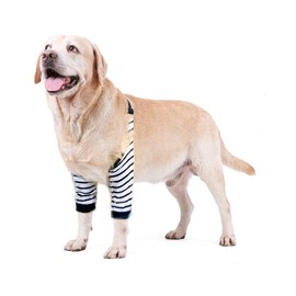 Blue Dream Island Dog Front Leg Braces Recovery Brace Pet Knee Support Protector for Medium Large Dogs Size L (Striped)
