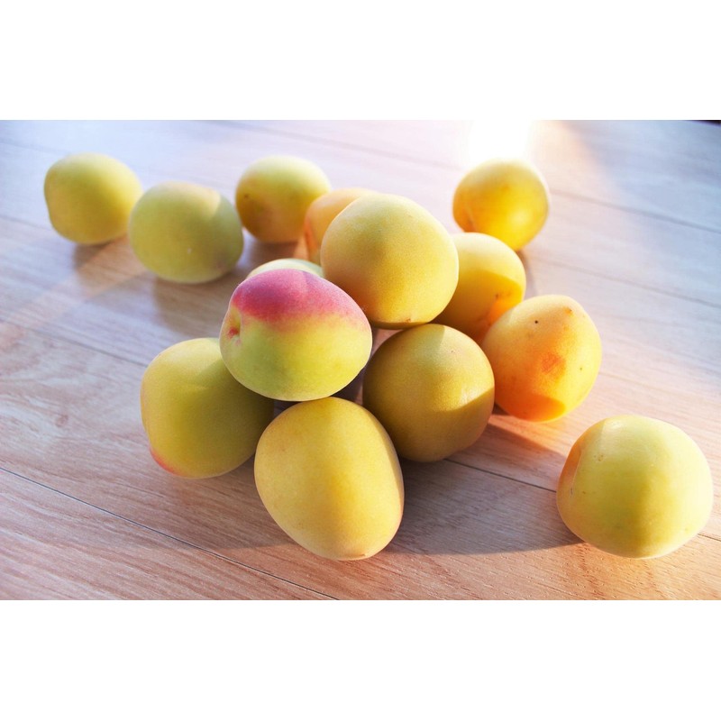 Japanese Umeboshi Plum Paste without Shiso (8.8 oz/250g) - Pickled