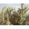 Cactus Buckhorn Cholla Cactus Seeds (Cylindropunti