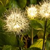 Solar Garden Light Outdoor Dandelion Garden Balcony Decoration Layout Inserted