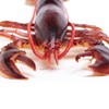 Toob "Safari Incredible Creatures Maine Lobster" Miniature (Multi-Colour)