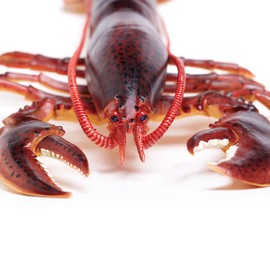 Toob "Safari Incredible Creatures Maine Lobster" Miniature (Multi-Colour)
